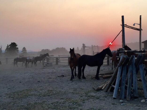 Foto pferde stehen bei sonnenuntergang auf dem feld gegen den himmel