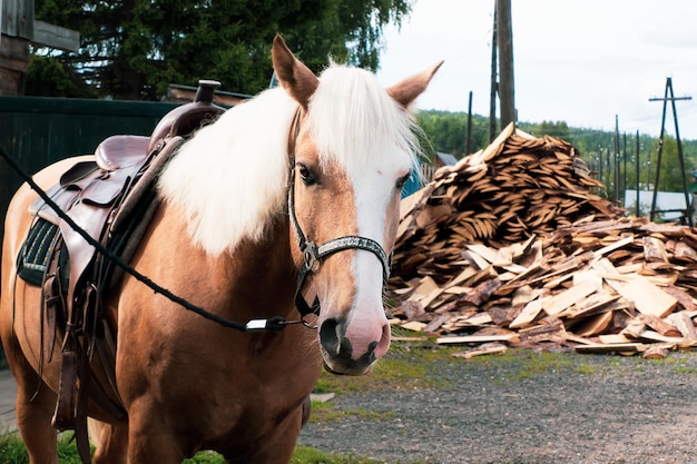 Foto pferde stehen im dorf an der frischen luft