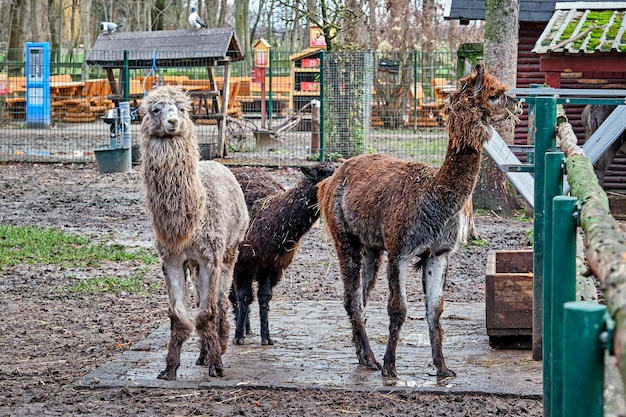 Foto pferde stehen in einer reihe