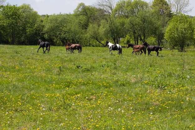 Pferde und ein Fohlen auf der Wiese