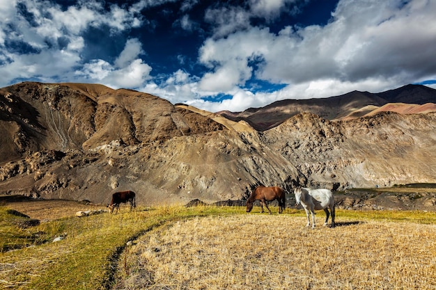 Pferde und Kühe grasen im Himalaya. Ladakh, Indien