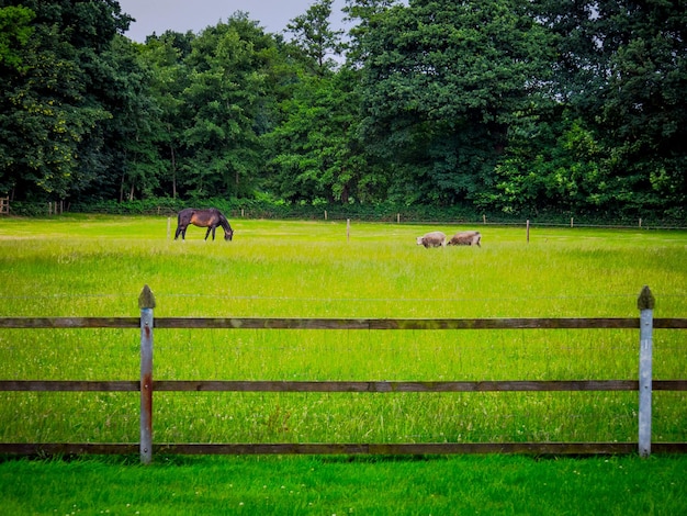 Foto pferde und rinder weiden auf einem grasbewachsenen feld bei bäumen im tierstall