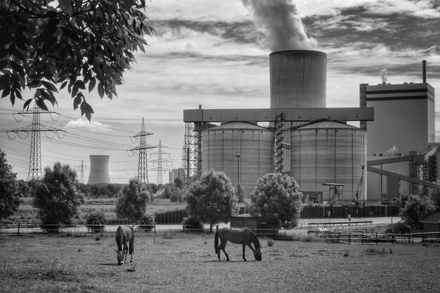 Foto pferde weiden auf dem feld gegen die fabrik