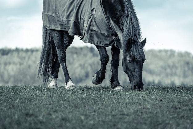 Foto pferde weiden auf dem feld