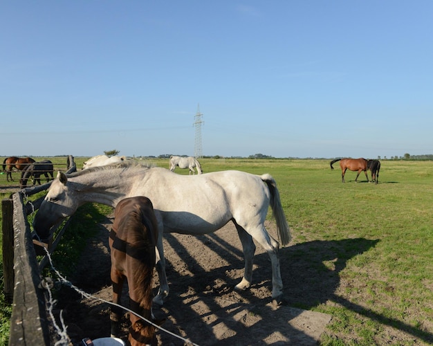 Foto pferde weiden auf dem feld