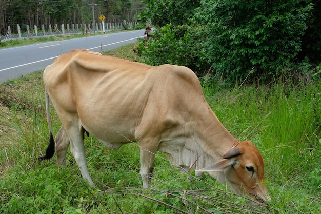 Foto pferde weiden auf dem feld