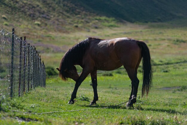 Pferde weiden auf einem Feld