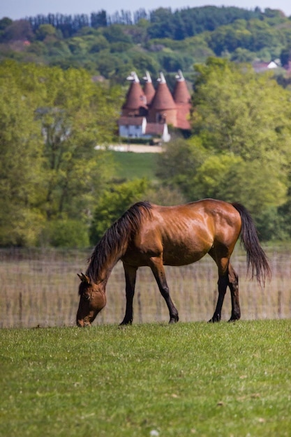 Foto pferde weiden auf einem feld