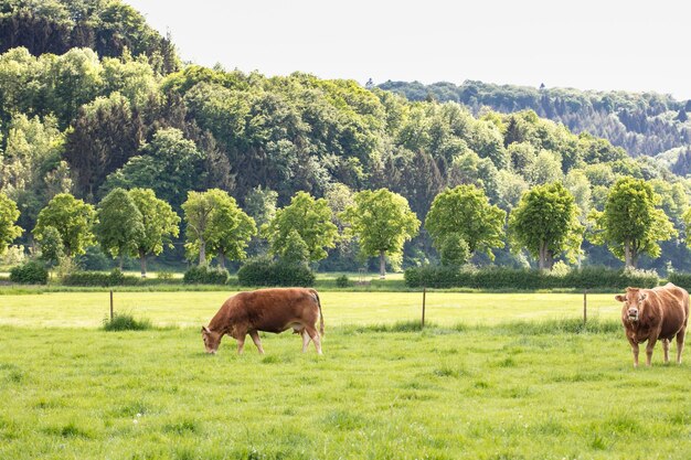 Foto pferde weiden auf einem feld