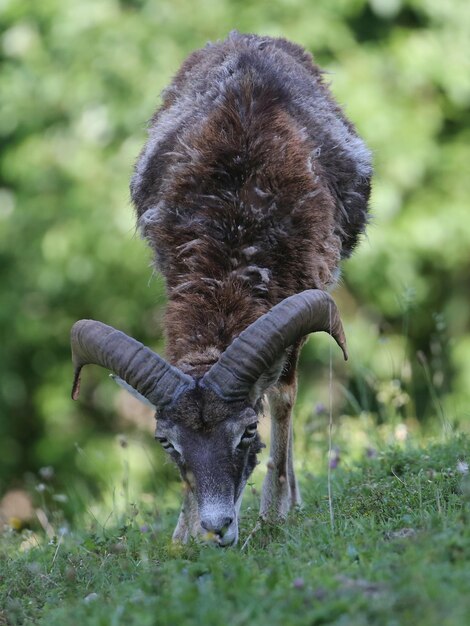 Foto pferde weiden auf einem feld