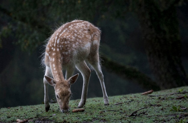 Foto pferde weiden auf einem feld