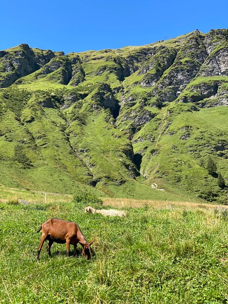 Foto pferde weiden auf einem feld