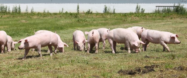 Foto pferde weiden auf einem feld