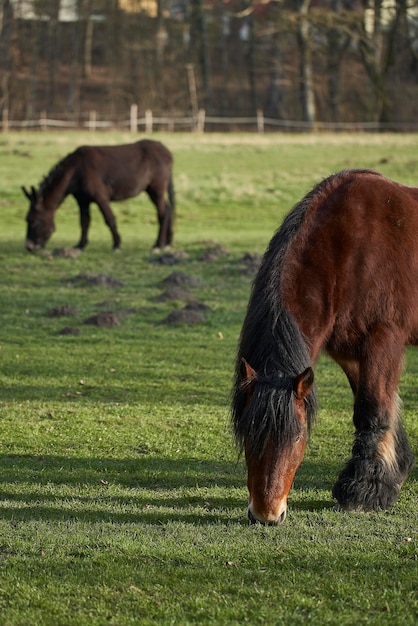 Foto pferde weiden auf einem feld