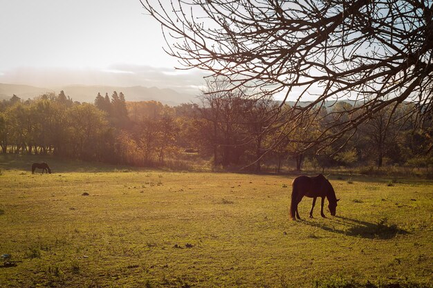 Foto pferde weiden auf einem feld