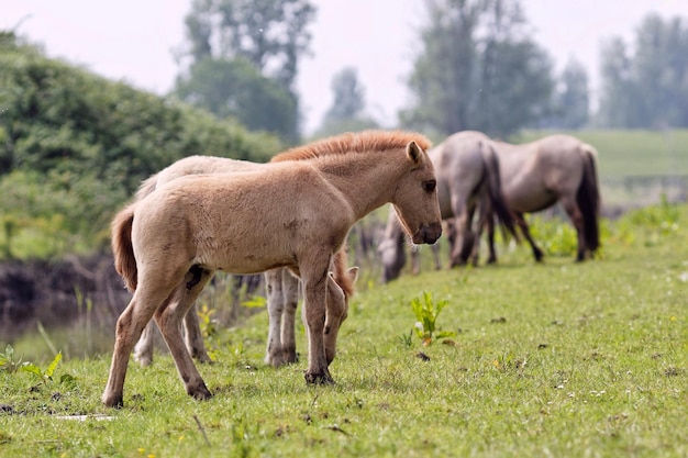 Pferde weiden auf einem grasbewachsenen Feld