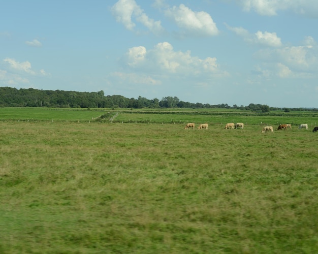 Pferde weiden auf einem grasbewachsenen Feld