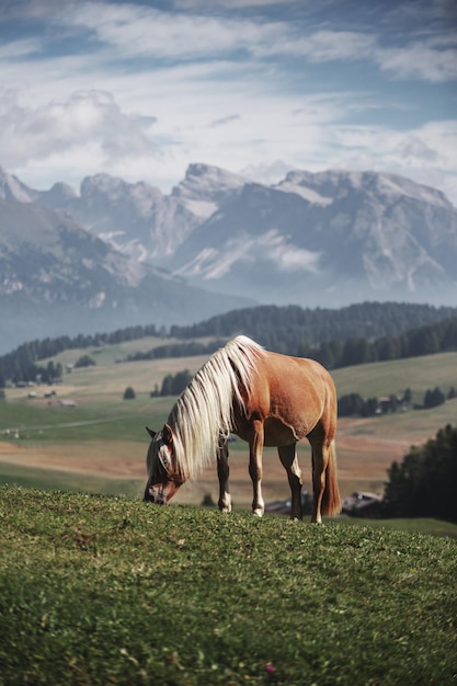 Pferde weiden auf Gras