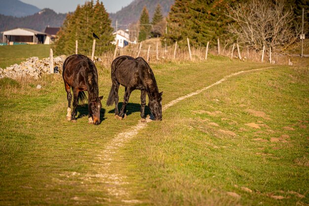 Foto pferde weiden bei sonnenuntergang ruhe und vieh in der schweiz