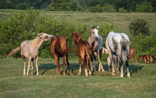 Pferdefamilie, die auf grüner Wiese weiden lässt und geht