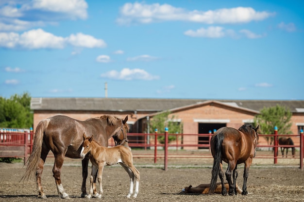 Pferdefarm, Pferderanch, Reitschule