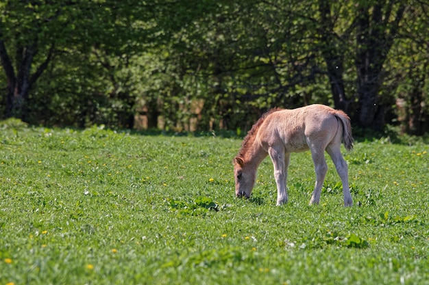 Pferdefohlen im Bialowieza-Nationalpark als Teil des Nationalparks Belovezhskaya Pushcha in Polen.