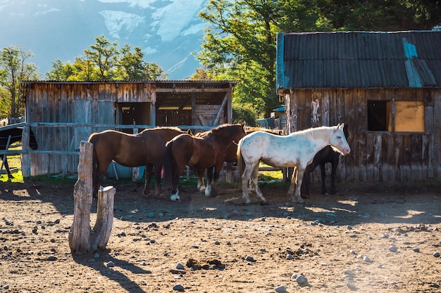 Pferdegehege in Patagonien Argentinien