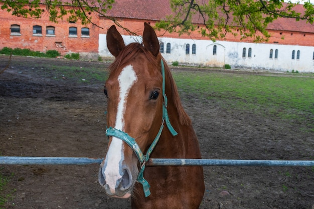 Pferdehof im Dorf. Rothaariges Pferd in einem Stall mit Reiter, Nahaufnahme