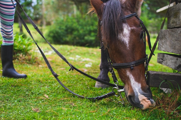 Pferdekopf frisst Gras, während er von einem nicht erkennbaren Mädchen gehalten wird