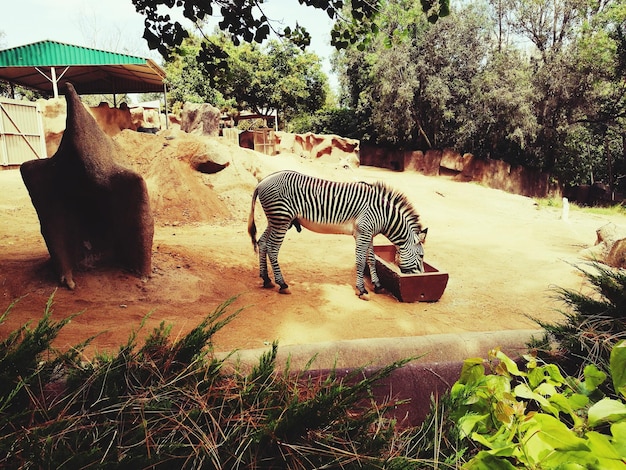 Foto pferdekutsche im zoo