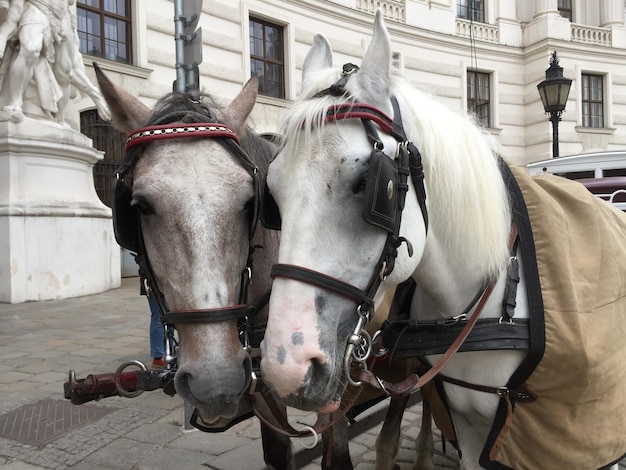 Foto pferdekutsche in der stadt wien lipizzaner wagen