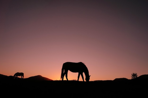 Pferdeschattenbild auf dem Land und schöner Sonnenunterganghintergrund