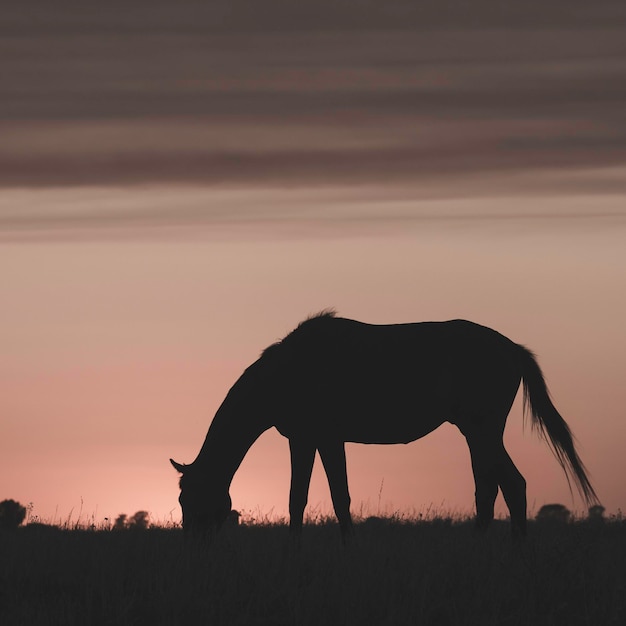 Pferdesilhouette bei Sonnenuntergang in der Landschaft La Pampa Argentinien