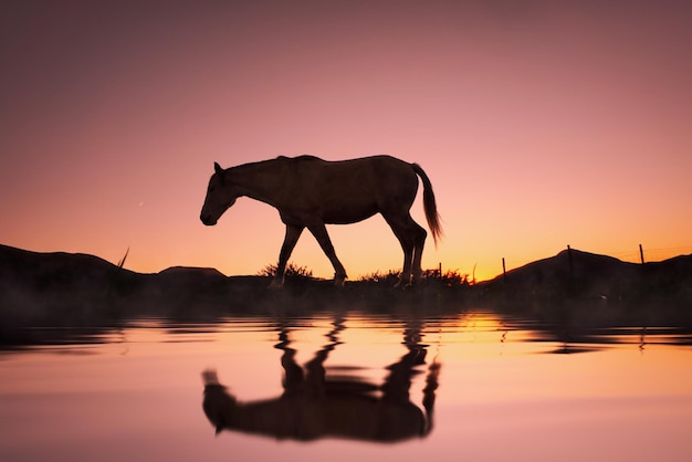 Pferdesilhouette spiegelt sich im Wasser und im wunderschönen Sonnenuntergangshintergrund