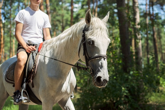 Pferdespaziergänge, Teenagerjunge, der weißes Pferd im Sommerwald reitet.