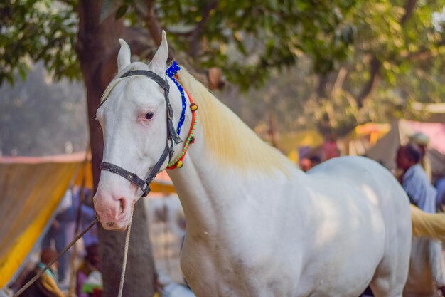 Pferdeverkauf bei Sonepur Sonepur Mela ist die größte Rindermesse in Asien