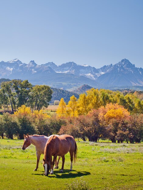 Pferdeweide auf der Double RL Ranch mit Blick auf den Dallas Divide auf der Rückseite.