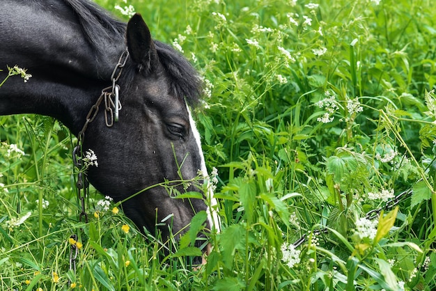 Pferdeweiden auf dem Feld an einem klaren Tag