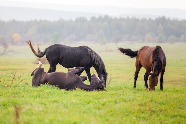 Pferdeweiden auf einer Wiese an einem regnerischen Tag