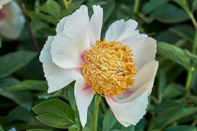 Foto pfeunen im garten