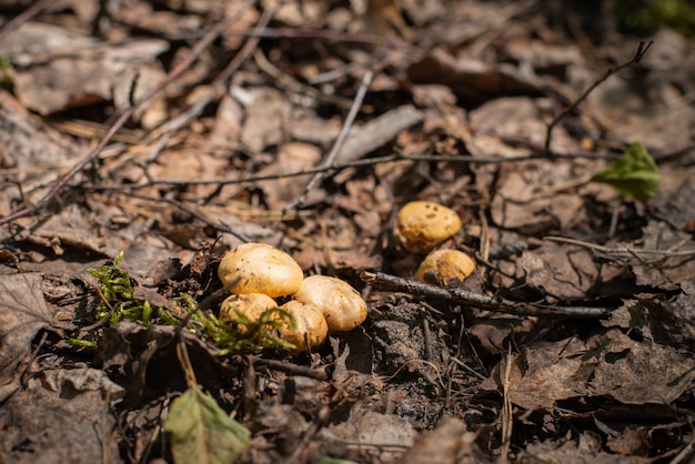 Pfifferlinge, die auf alten faulen Blättern im Wald im Herbst wachsen