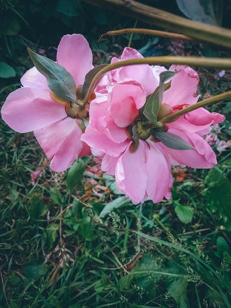 Pfingstrosen im Blumenbeet, rosa Sommerblumen