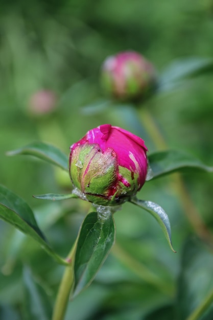 Pfingstrosenblütenknospe im Garten in der Natur