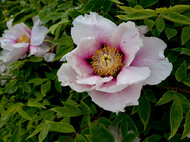 Pfingstrosenblume auf einem Busch im Garten. Nahansicht.