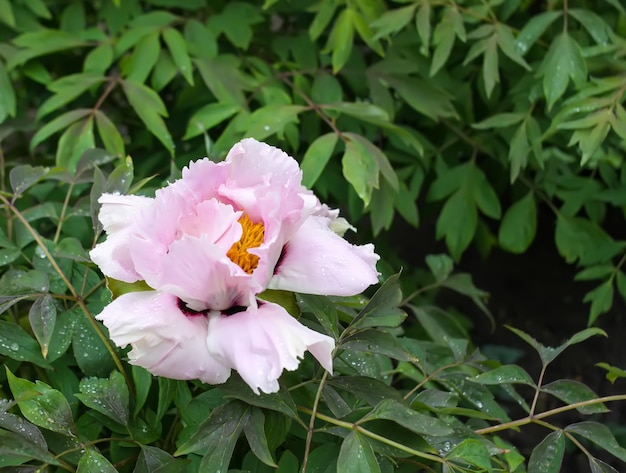 Pfingstrosenblumen mit Frotteeblumenblättern im Frühlingsgarten