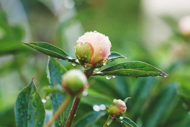 Pfingstrosenpflanze mit Blütenknospen im Garten Ungeöffnete Pfingstrosen nass vom Regen