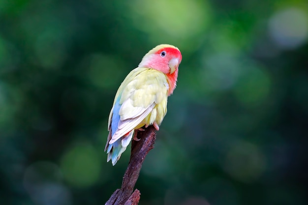 Pfirsich-gesichtiger Lovebird Rosy-faced Agapornis roseicollis schöne Vögel von Thailand