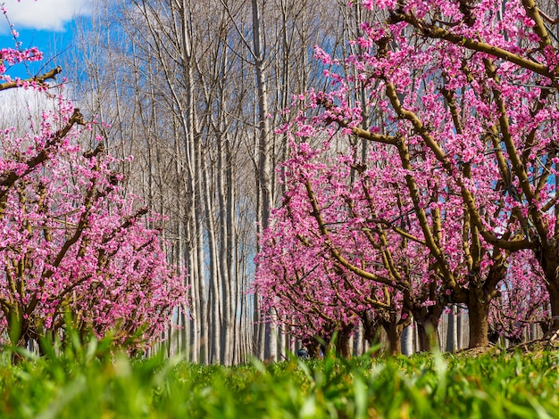 Foto pfirsichbäume blühen im frühen frühling in aitona, katalonien, spanien