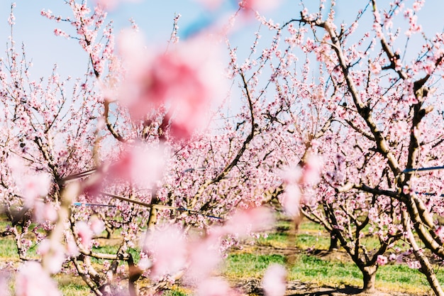 Pfirsichbäume in voller Blüte