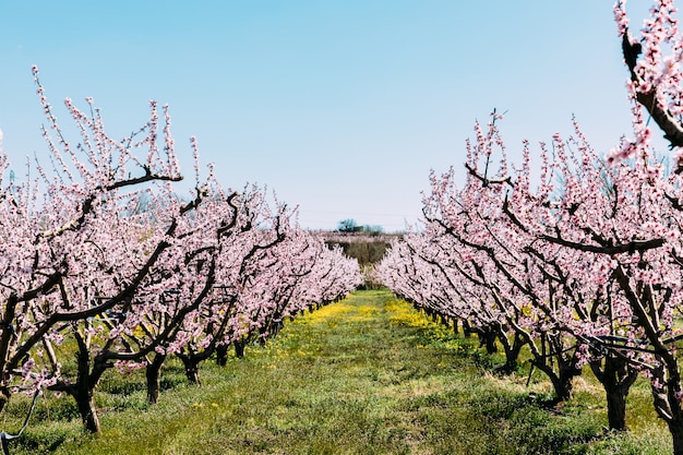 Foto pfirsichbäume in voller blüte
